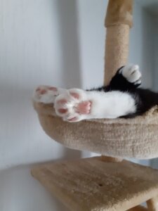 Schwarz-weißer Kater liegt entspannt oben im Kratzbaum und schläft – Symbol für Schlafen ohne Angst