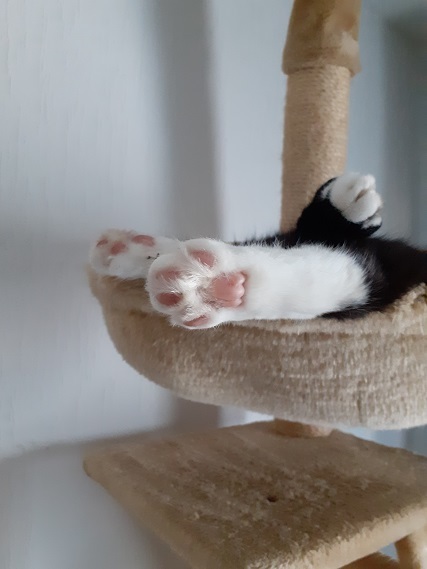 Schwarz-weißer Kater liegt entspannt oben im Kratzbaum und schläft – Symbol für Schlafen ohne Angst