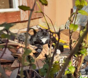 Kater liegt entspannt in der Sonne und genießt den Moment – Achtsamkeit im Alltag erleben