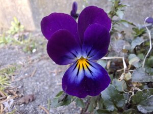 Nahaufnahme eines lila Veilchens – Symbol für innere Klarheit und das Vertrauen in das eigene Bauchgefühl, passend zum Thema „eigene Entscheidungen treffen“.